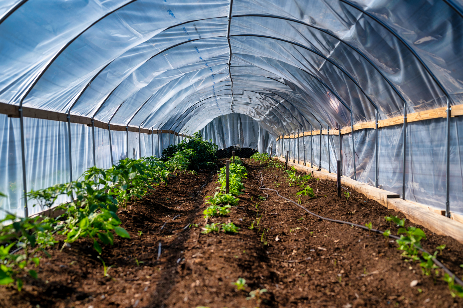 üvegház fóliasátor